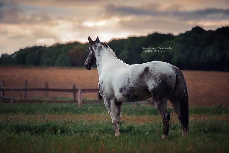 Grisu - Polish Warmblood Stallion